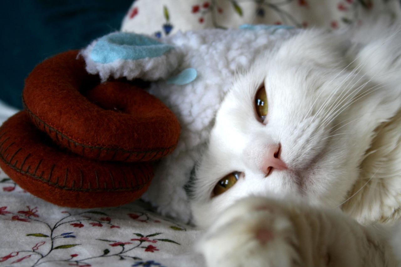 Cat c