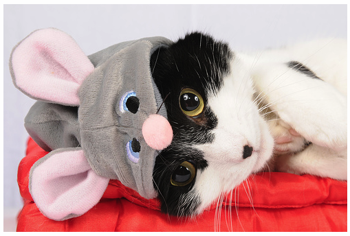 Cat r