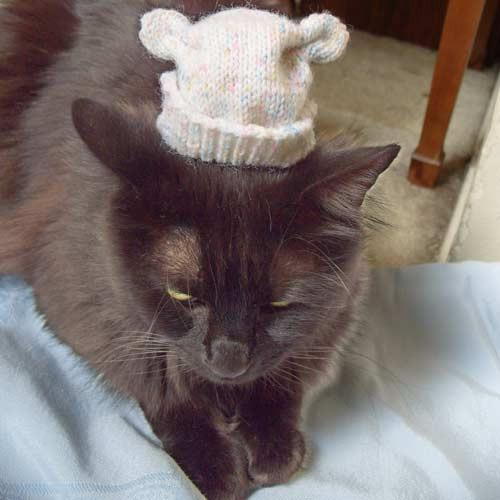 Cat v