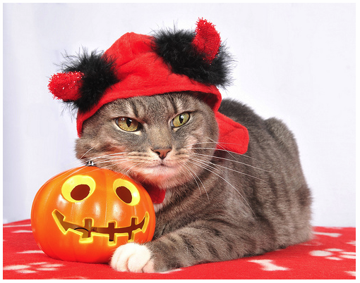 Cat p