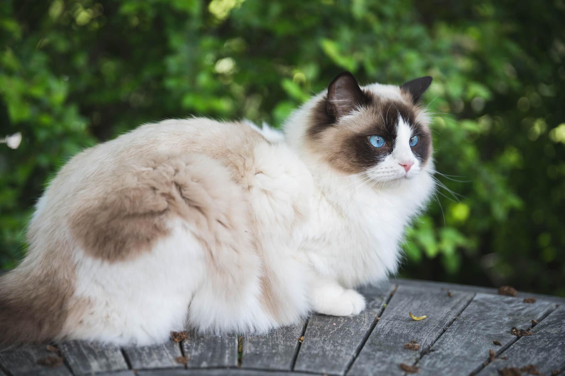Cat OxdwIl870