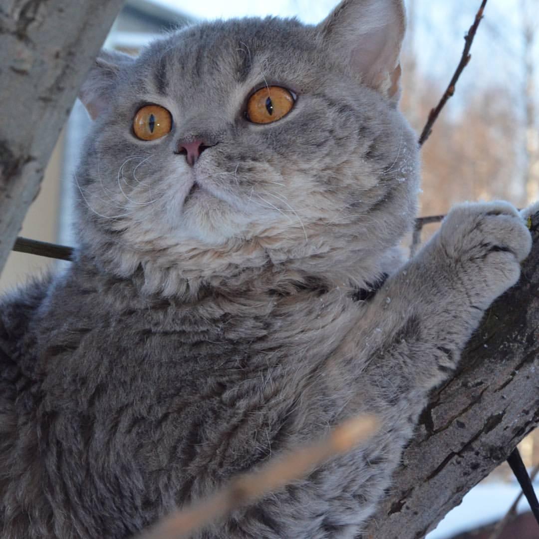 Cat -ATvkFxvA