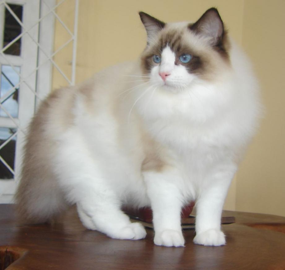 Cat -JE1XgBFt