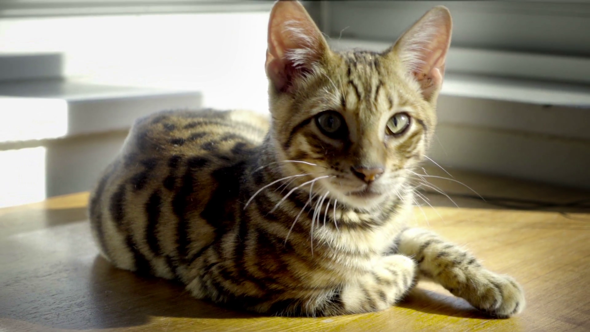 Cat -LIBXM5Jt