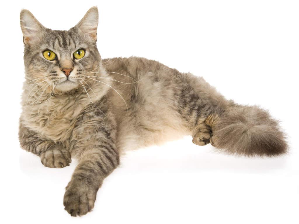 Cat -d7GY-cPZ