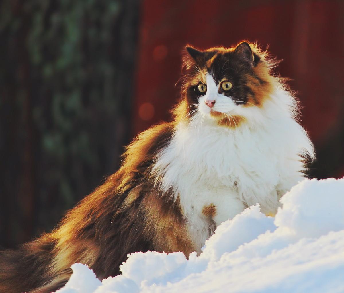 Cat 06dgGmEOV