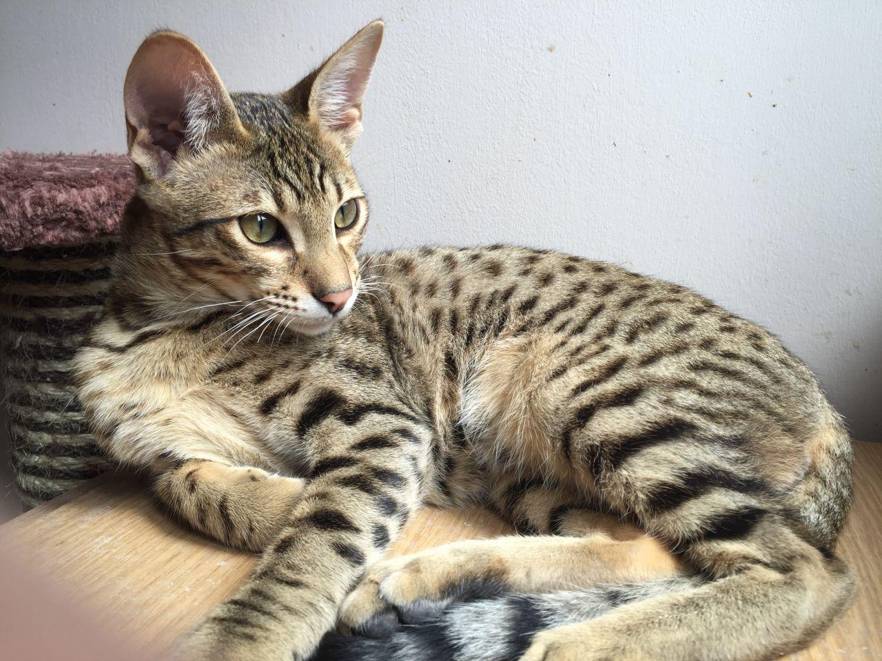 Cat 0T0KmC8r1