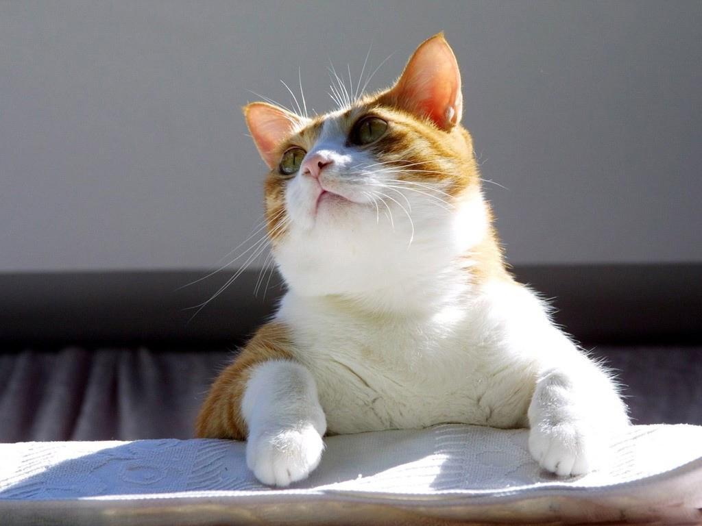 Cat 0VVrCBf1l