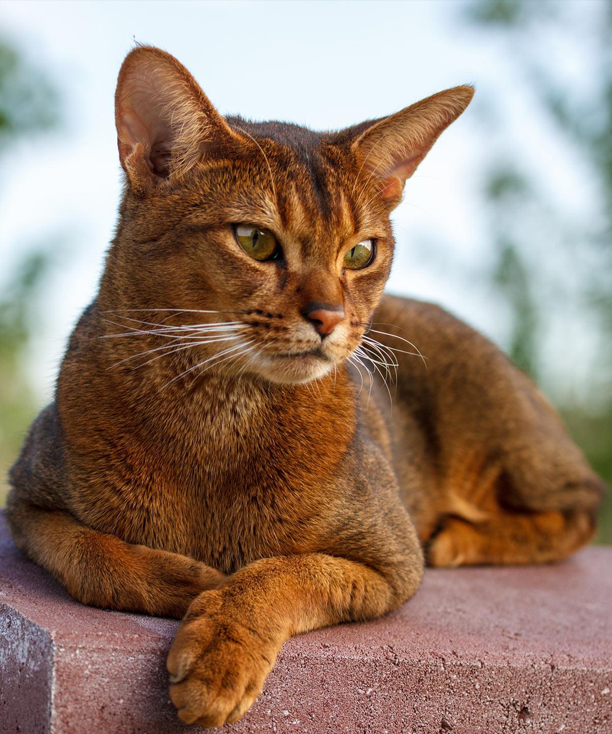 Cat 0XYvRd7oD