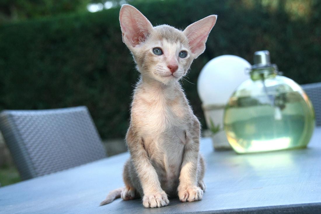 Cat 0Z9FWHLuK