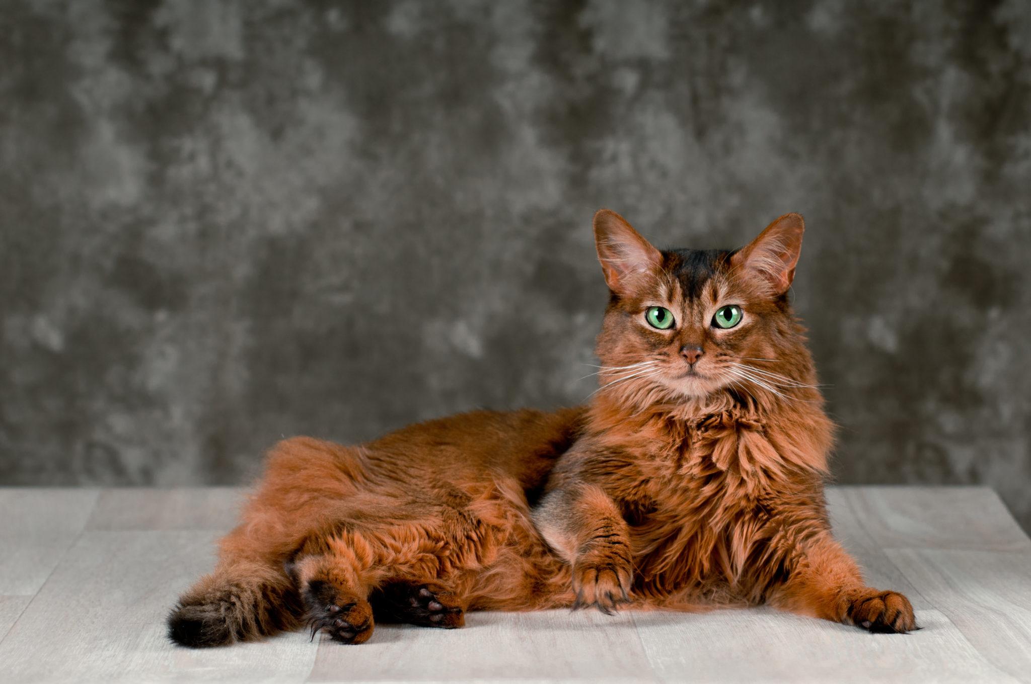 Cat 0lKfGvesZ