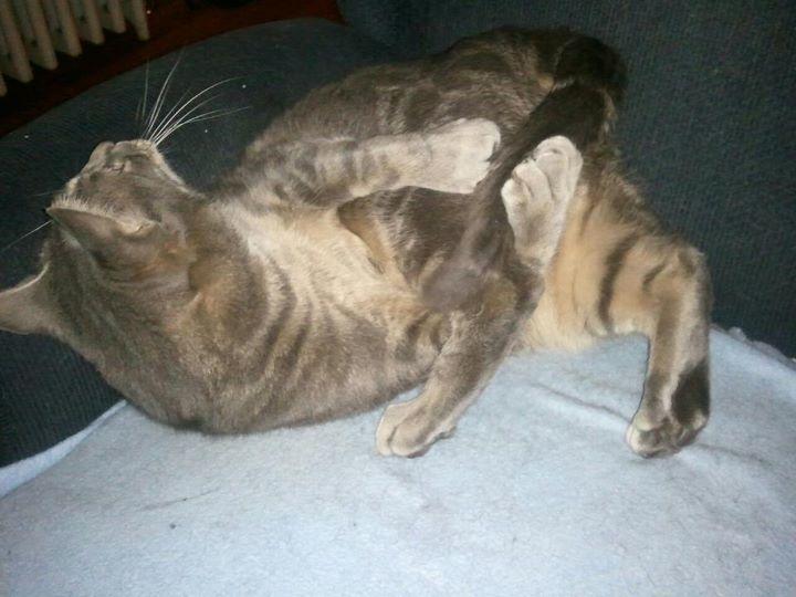 Cat 10b