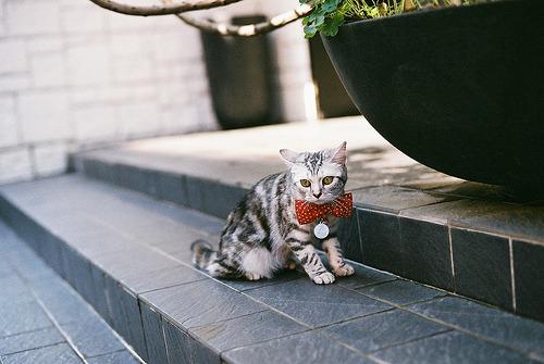 Cat 10j