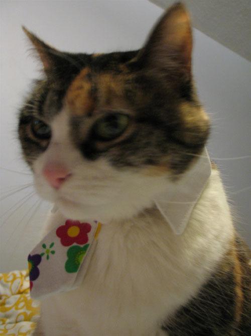 Cat 10q