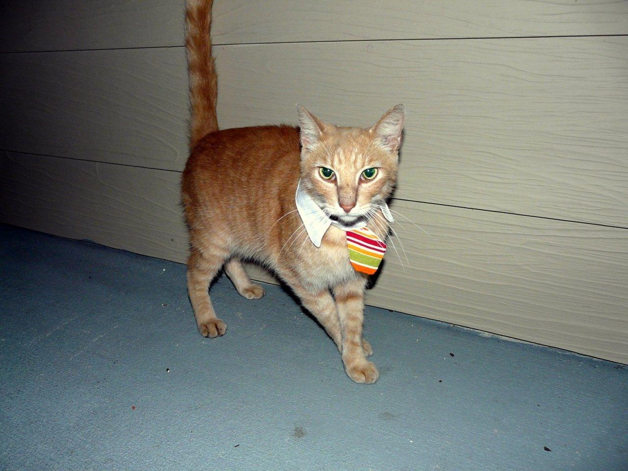 Cat 110