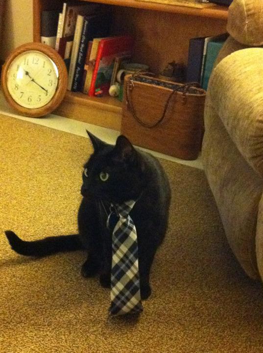 Cat 128