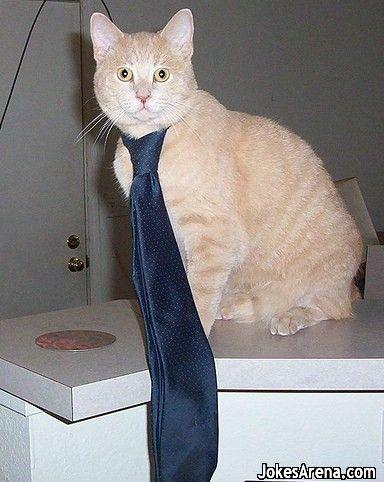 Cat 12j
