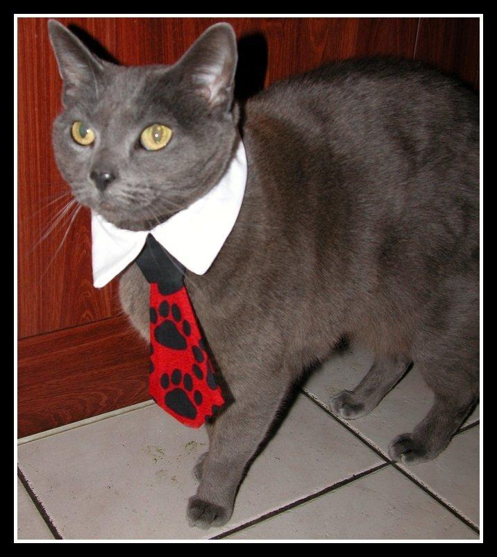 Cat 12p