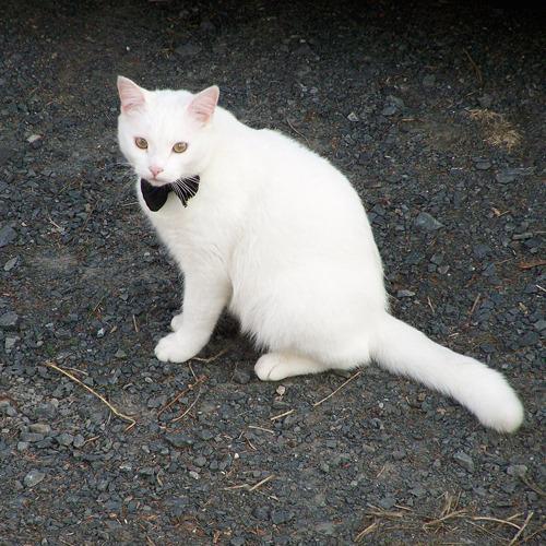 Cat 131