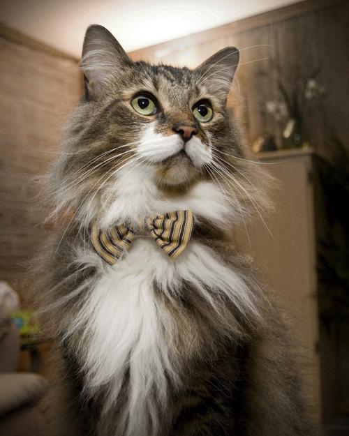Cat 133