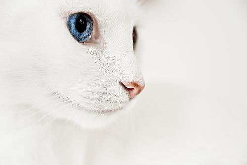 Cat 16j
