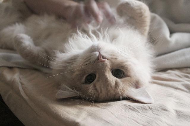 Cat 16r