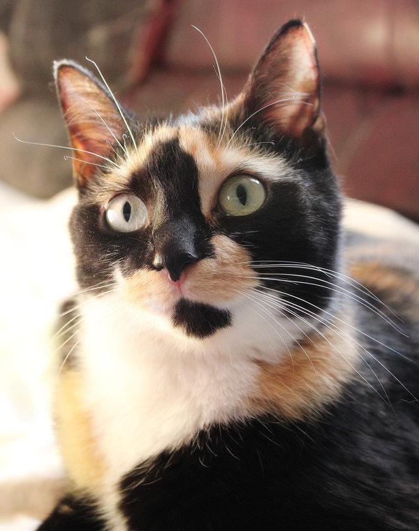Cat 17l