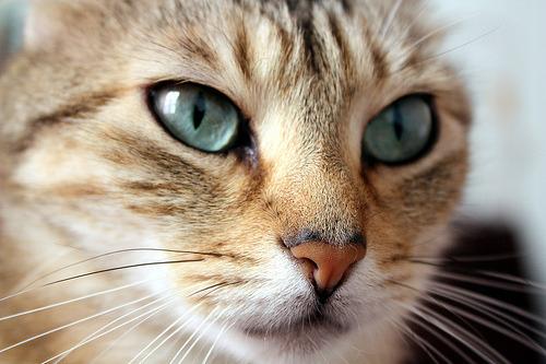 Cat 17o