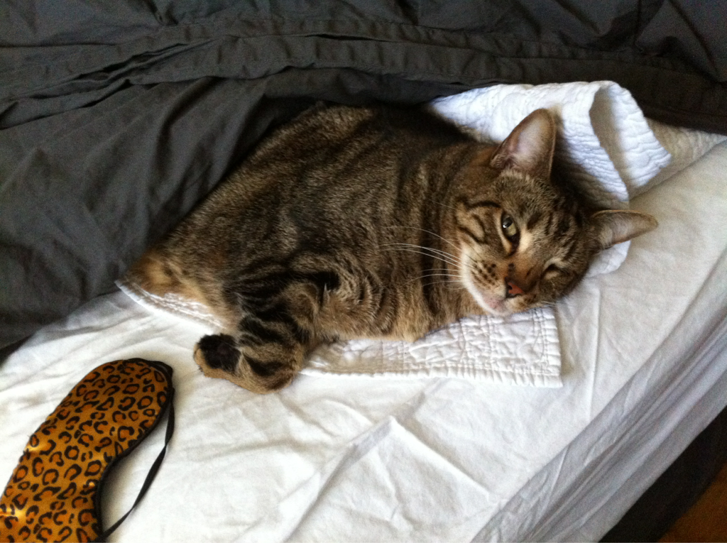 Cat 1b9