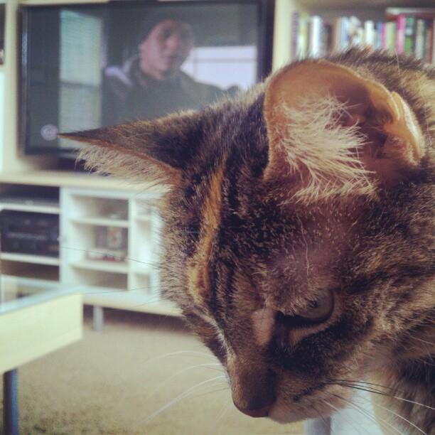 Cat 1bc