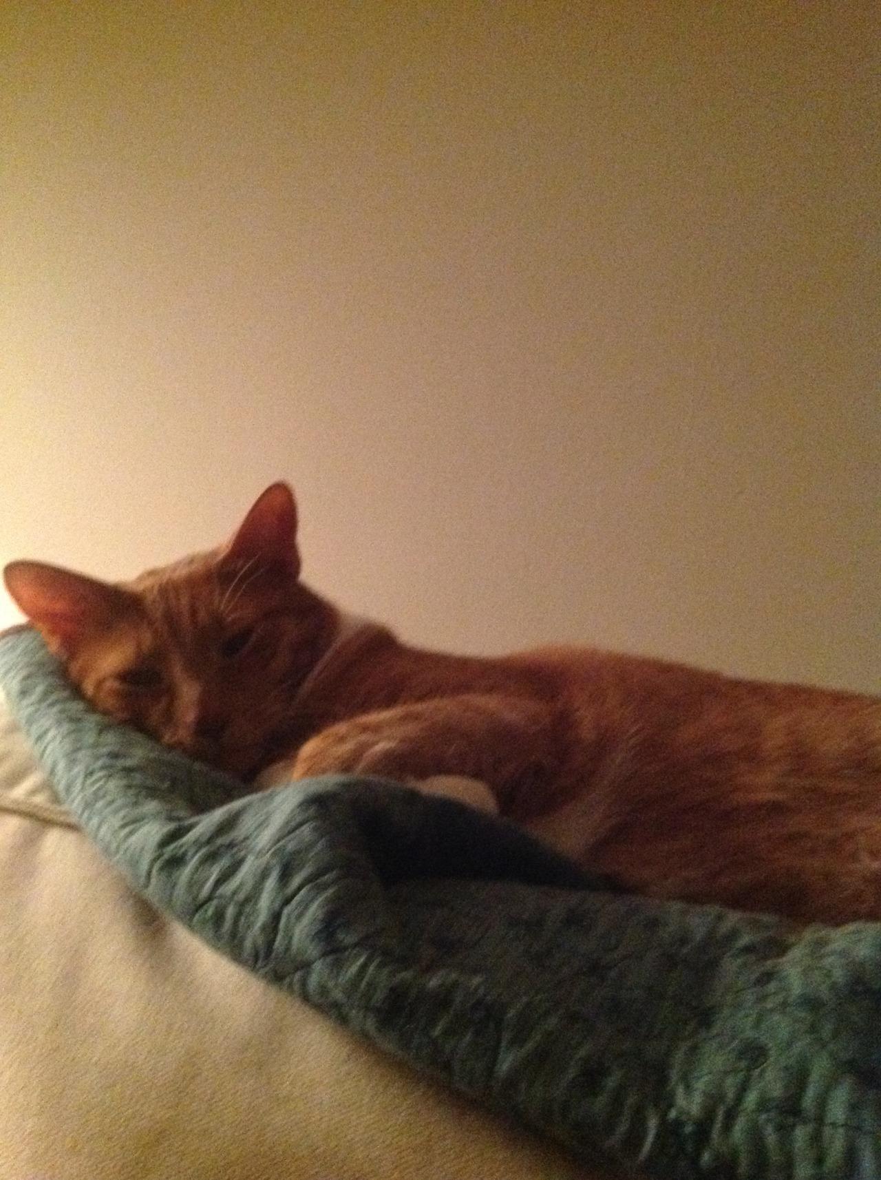 Cat 1cl