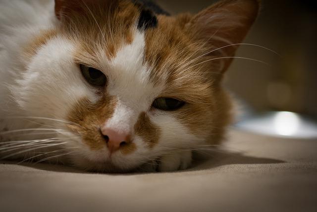 Cat 1de