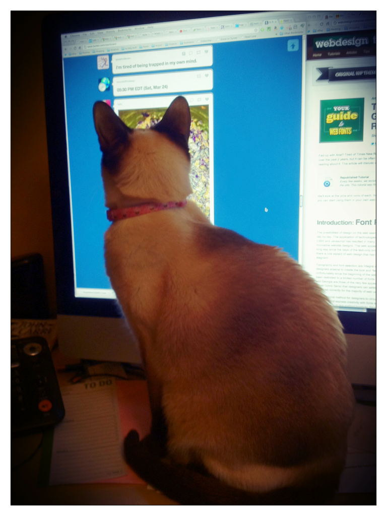 Cat 1df