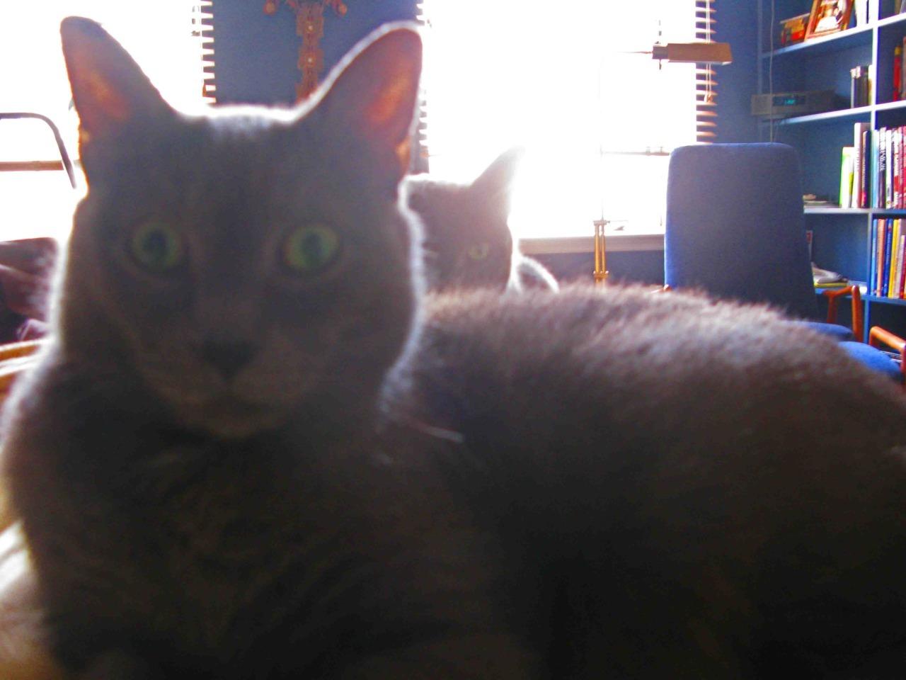 Cat 1dh