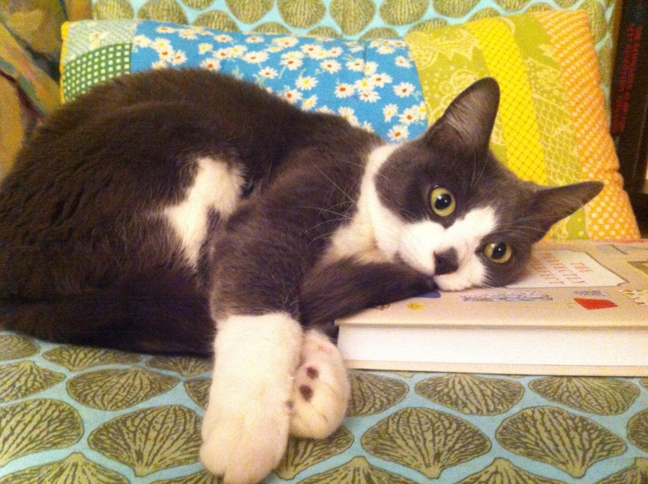 Cat 1dn