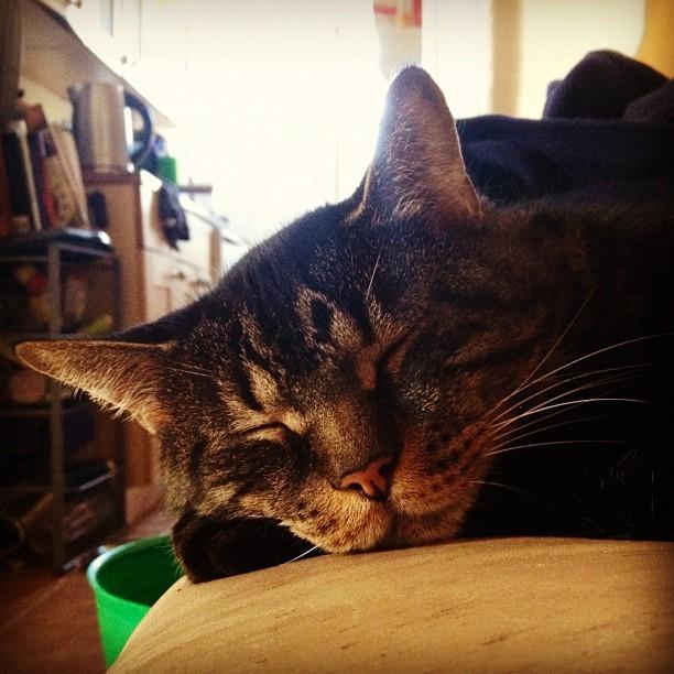 Cat 1dp