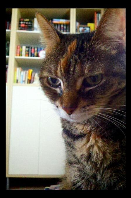 Cat 1ep