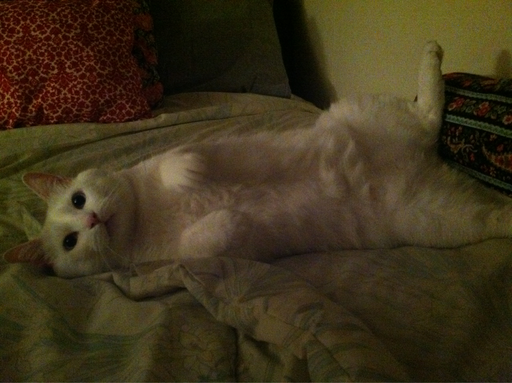 Cat 1ev