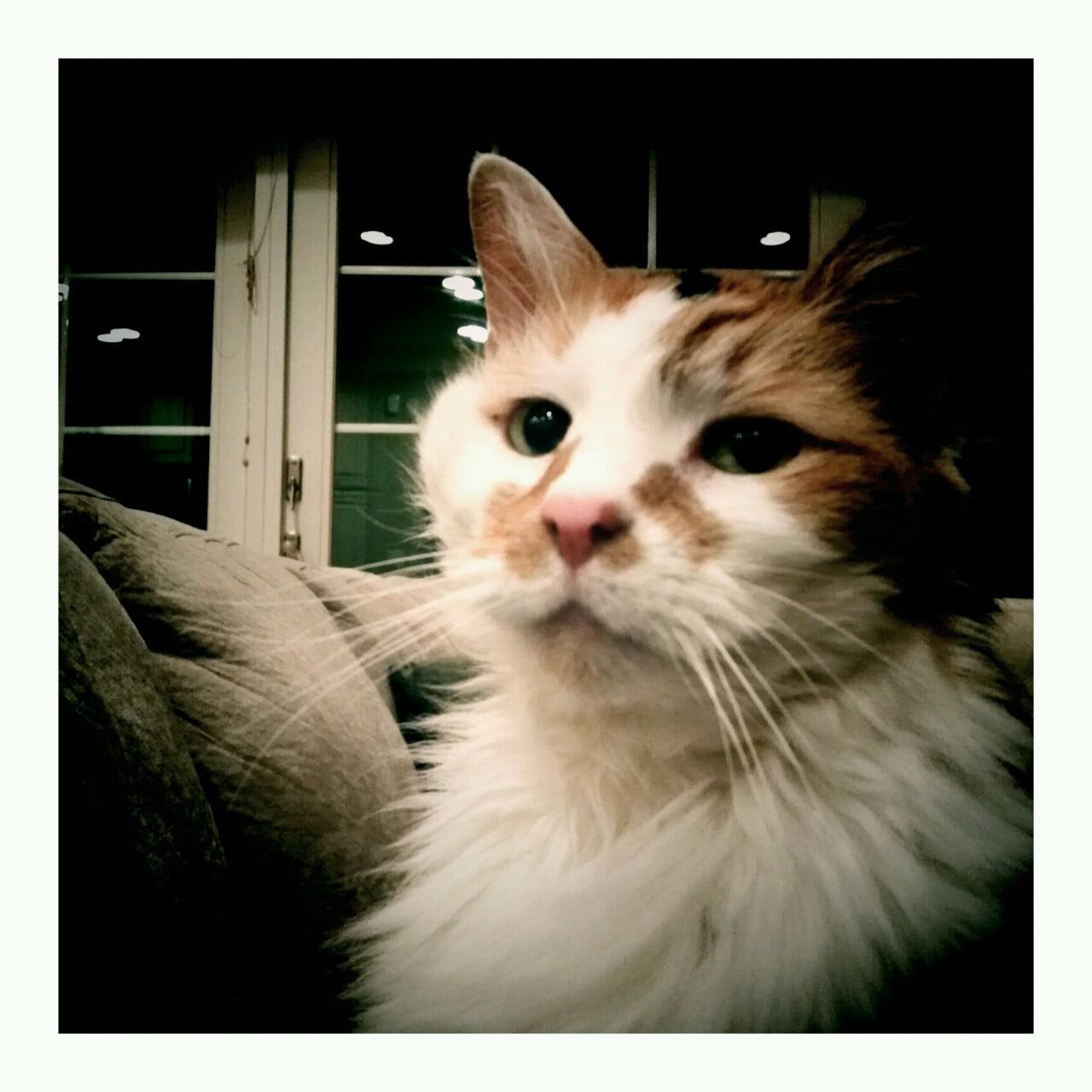 Cat 1gh