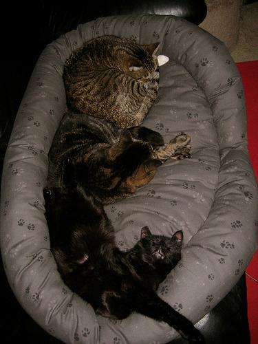 Cat 1i2