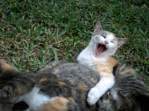 Cat 1i3