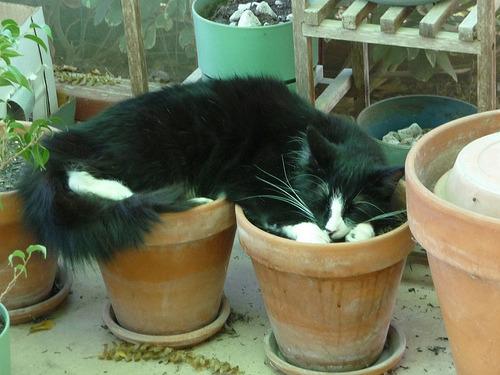Cat 1it