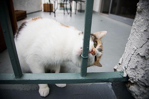 Cat 1js