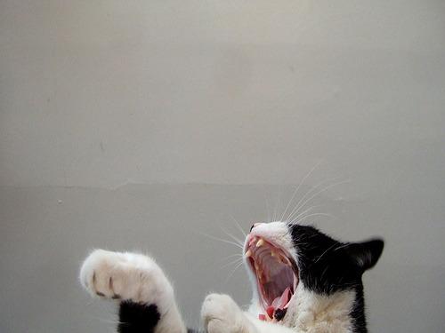 Cat 1kr