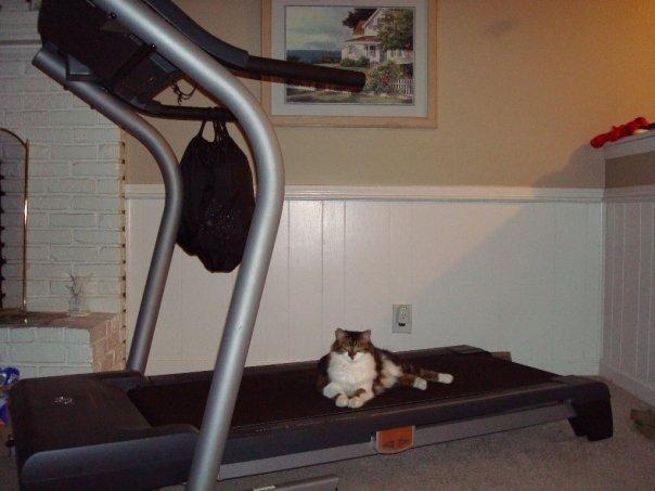 Cat 1mj