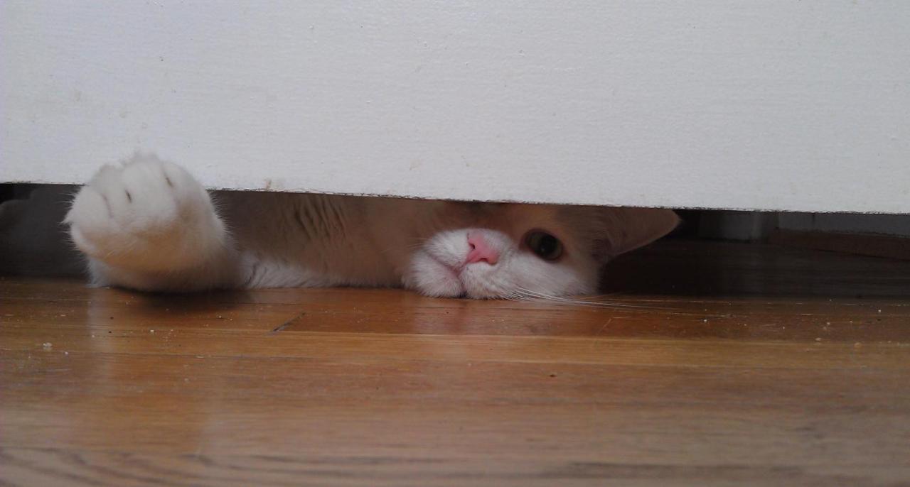 Cat 1mq