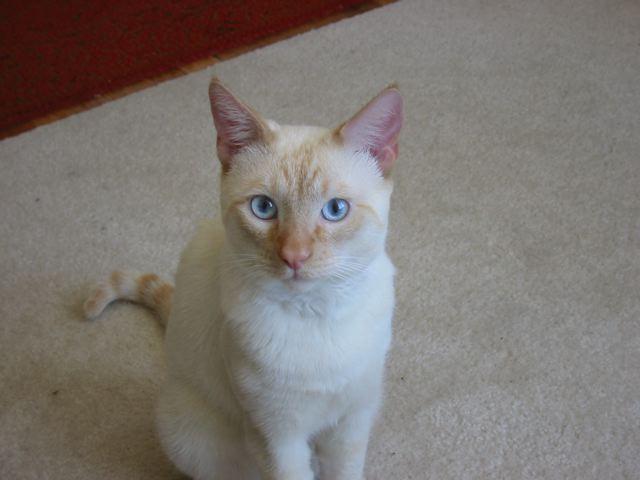 Cat 1nOZPY4uI