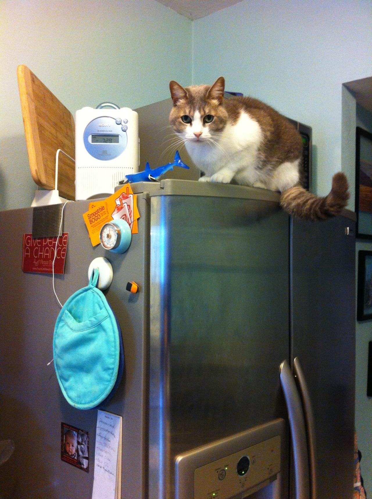 Cat 1nk