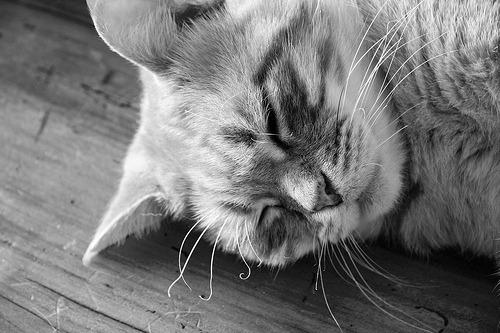 Cat 1ns