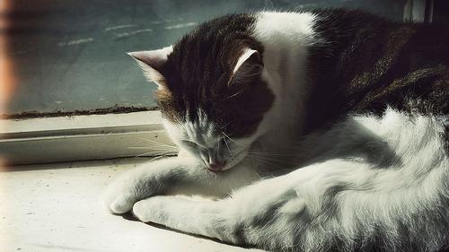 Cat 1nt